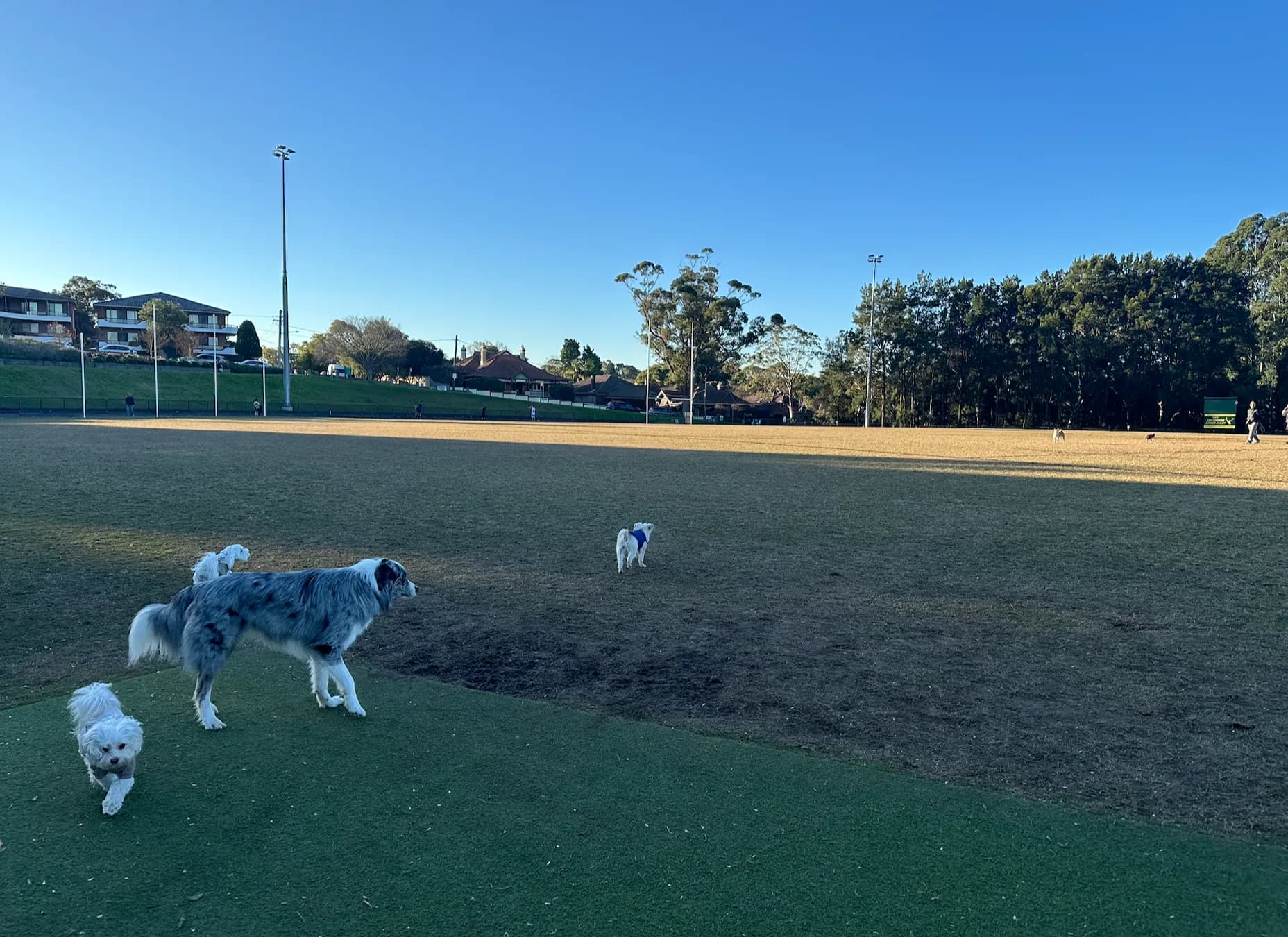 Dogs on the grass at Beauchamp Park oval, Chatswood